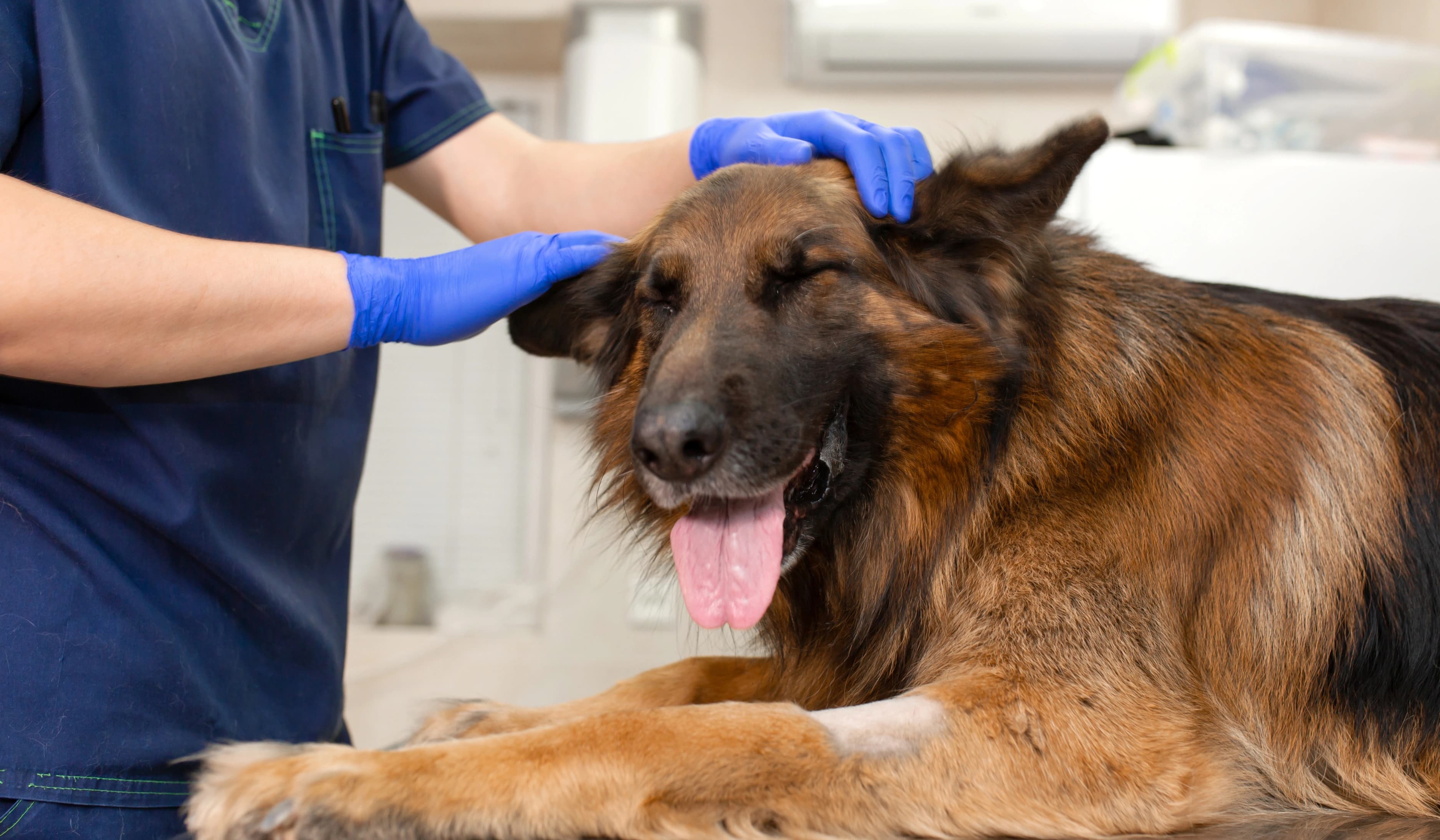 Mascota para acceso al módulo clínica