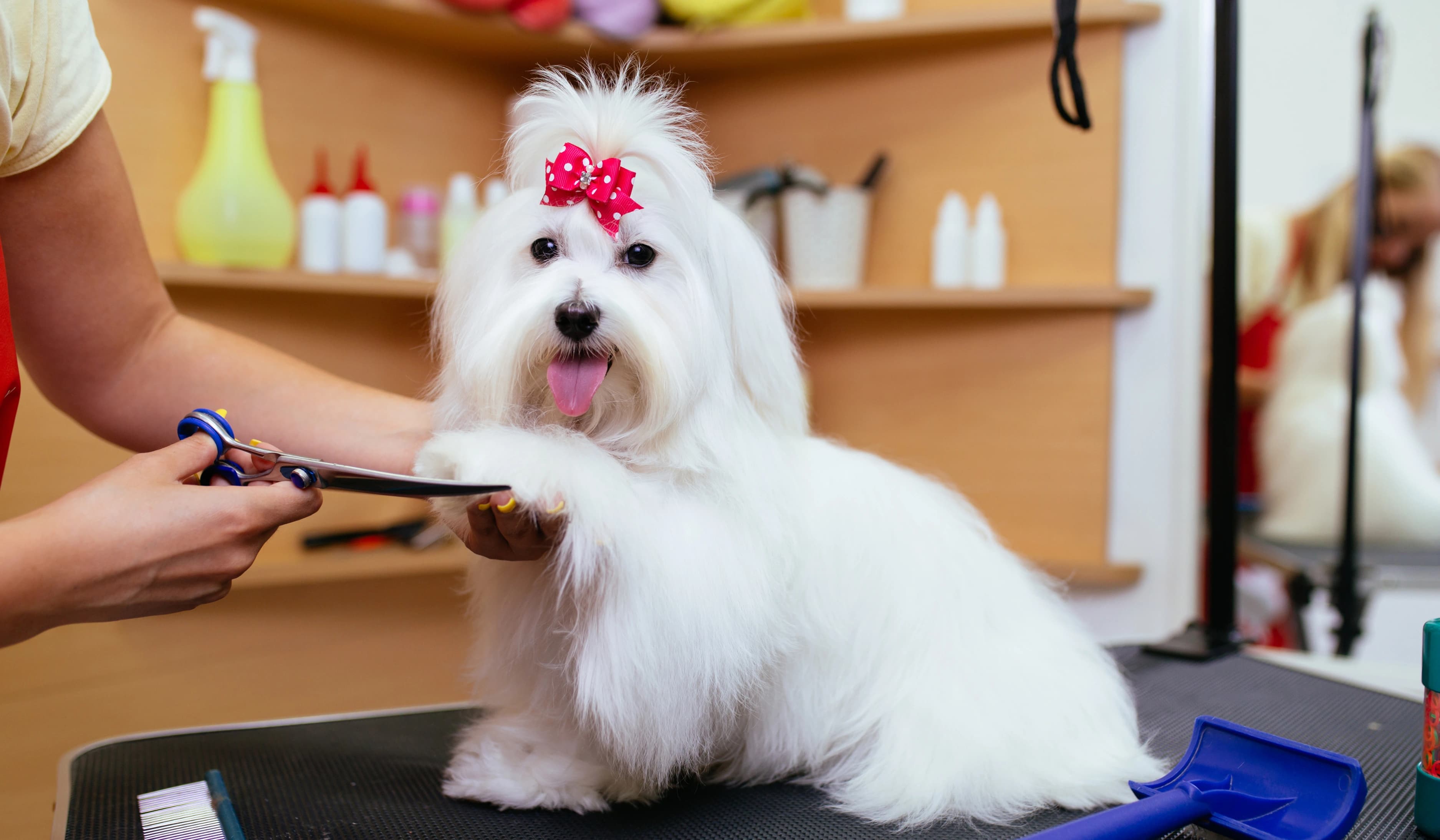Mascota en grooming para acceso al módulo estética