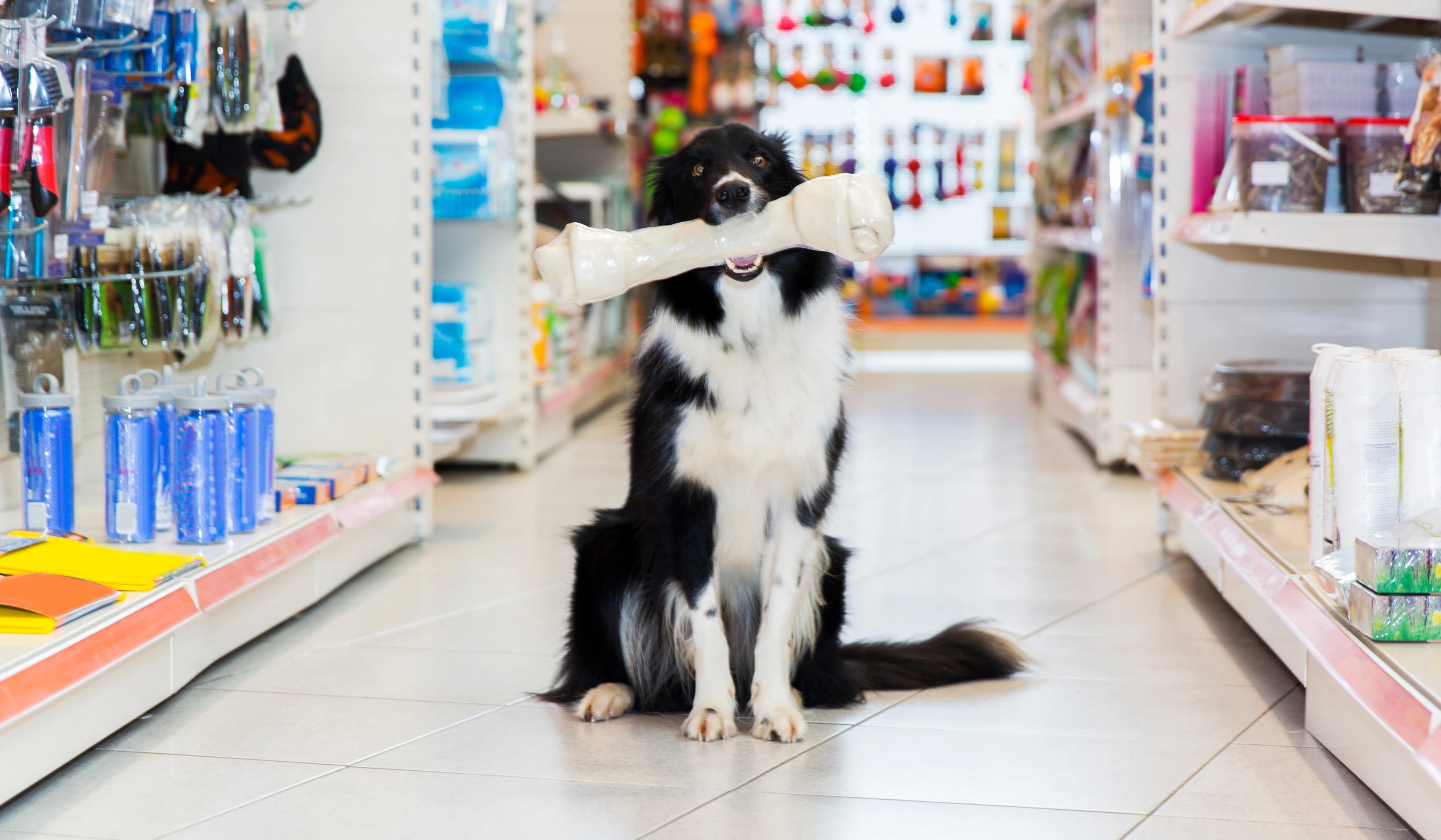 Productos petshop para acceso al módulo tienda