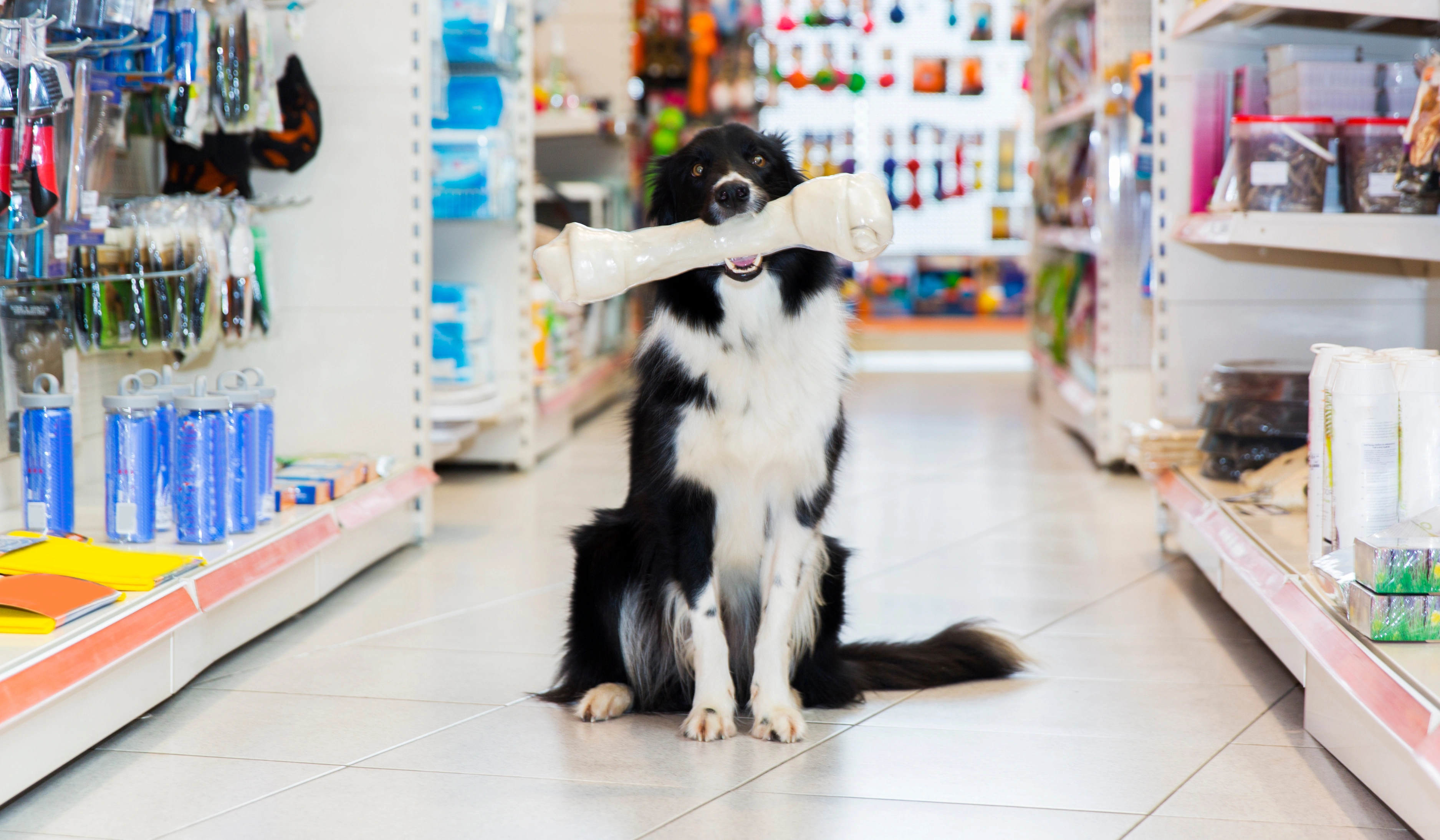 Productos petshop para acceso al módulo tienda
